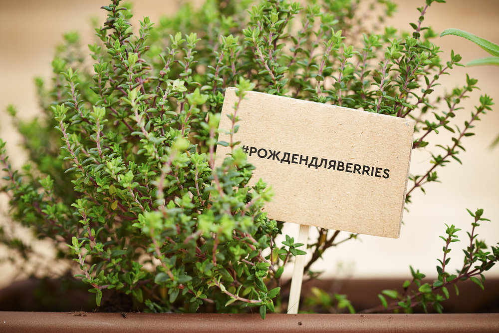 plants2.jpg